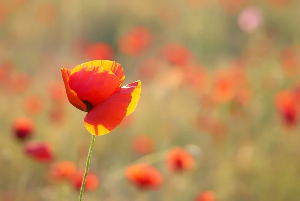 Poppies on the field — Stock Photo, Image