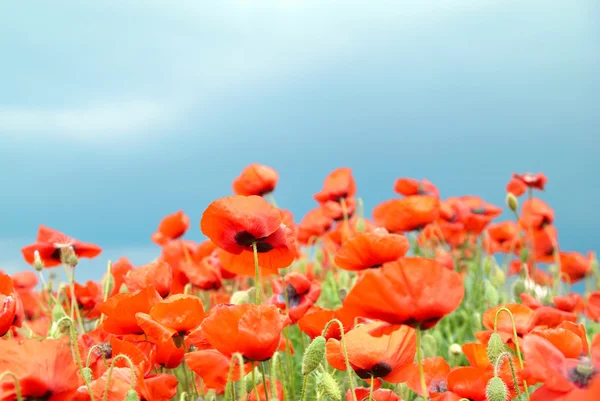 Poppies on the field — Stock Photo, Image