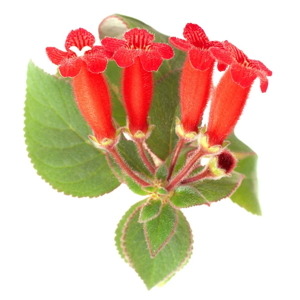 Röda blommor (Kohleria Rongo) — Stockfoto