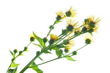 Elecampanel (Inula helenium)