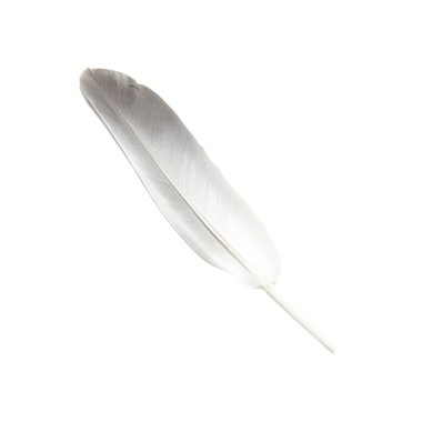 Bird's feather clipart