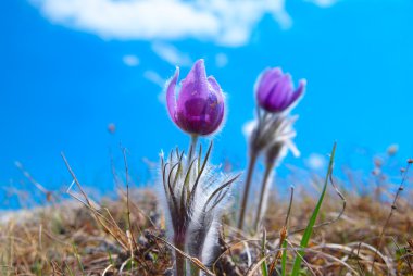 Flower Pasqueflower (Pulsatilla patens) clipart