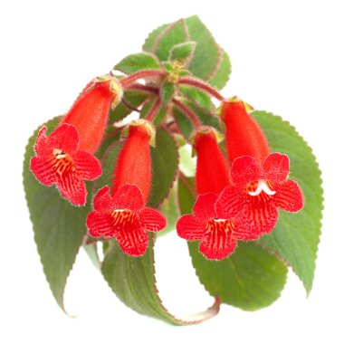 Red flowers (Kohleria Rongo) clipart