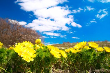 Sarı çiçekler (Adonis vernalis)