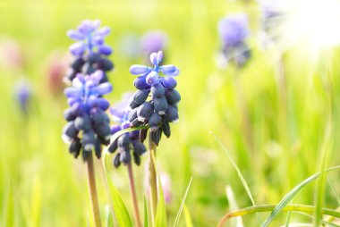 Hyacinthes with green grass clipart