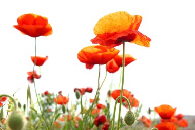 Red poppies clipart