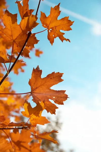 Őszi levelek — Stock Fotó