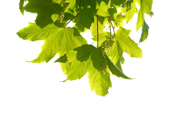 Kestane rengi yeşil yaprakları — Stok fotoğraf