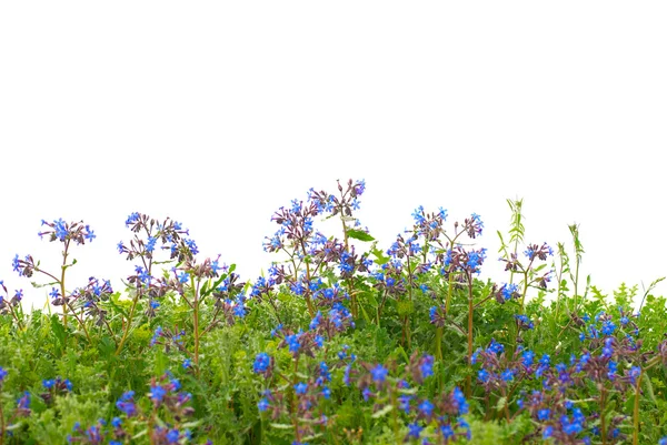 Kwiaty z zielonej trawie — Zdjęcie stockowe
