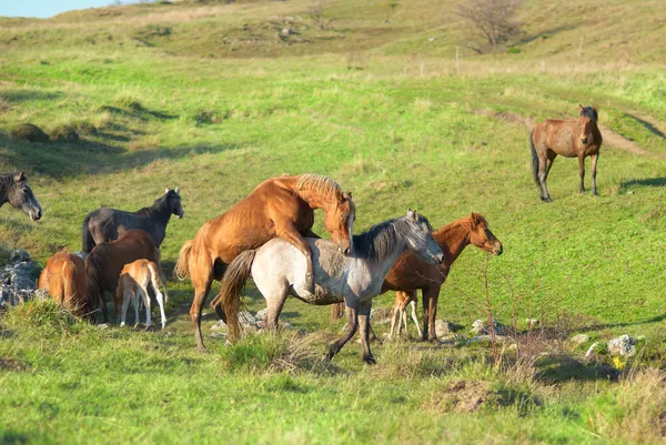 Herd van paarden — Stockfoto