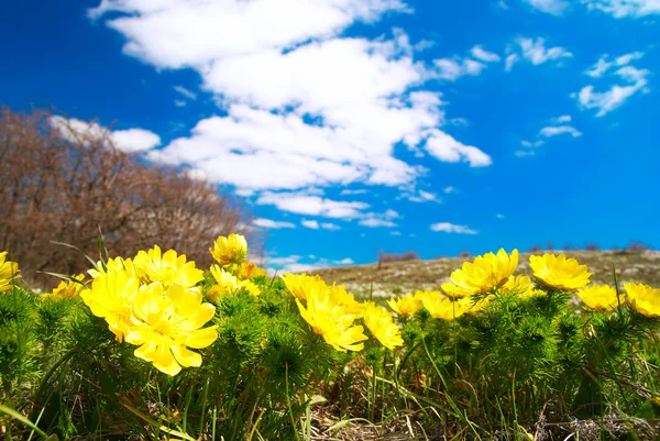 Żółte kwiaty (Adonis vernalis) — Zdjęcie stockowe