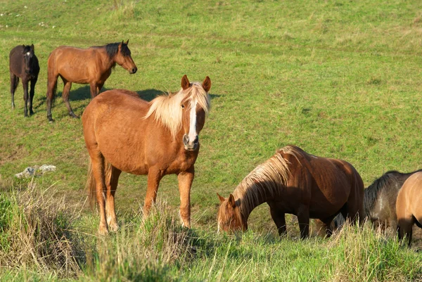 Стадо лошадей — стоковое фото
