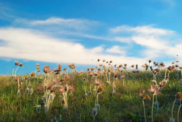 Deflorated の花の野原 — ストック写真
