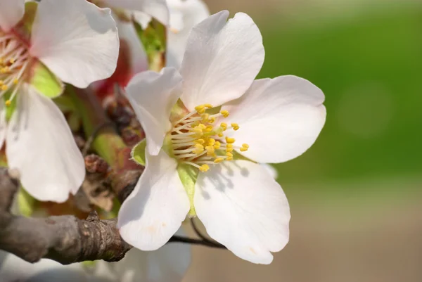 stock image Almond white flowers