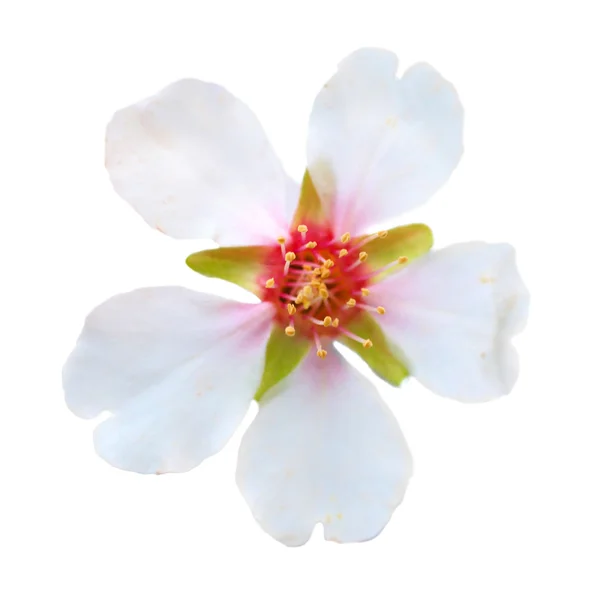 Fleurs blanches d'amande — Photo