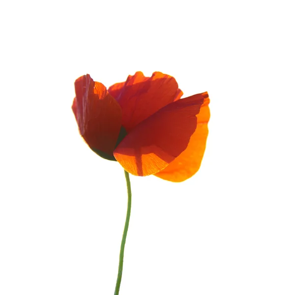 Kırmızı poppie — Stok fotoğraf