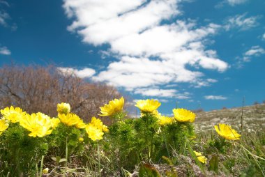 Yellow flowers (Adonis vernalis) clipart