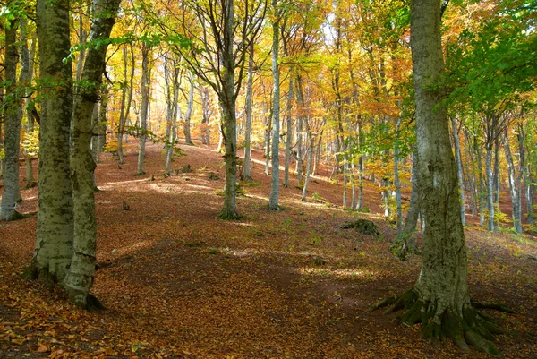 Forêt d'automne — Photo