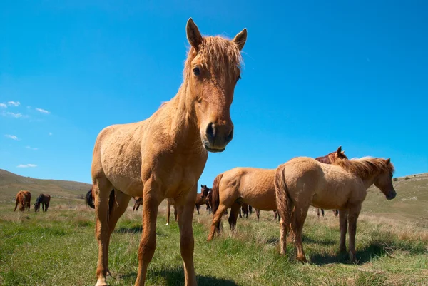 Stádo koní — Stock fotografie