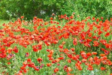 Poppies alanında