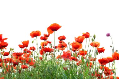 Red poppies clipart