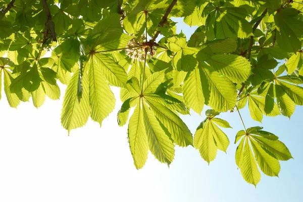 Folhas verdes de castanha . — Fotografia de Stock