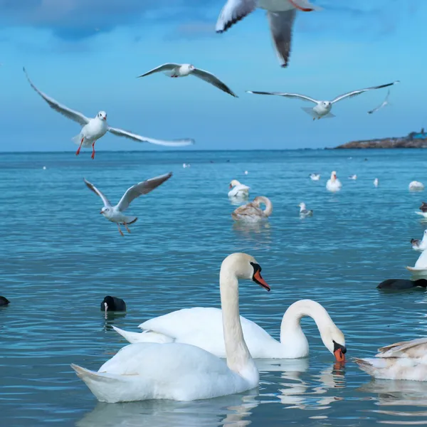 Cisnes en el lago — Foto de Stock