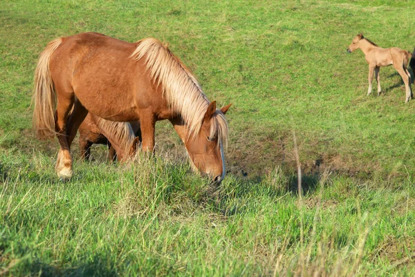 Stado koni — Zdjęcie stockowe