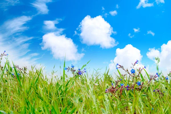 Green grass with cloudy sky — Stock Photo, Image
