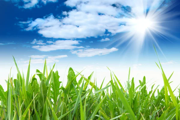 Зеленая трава с облачным небом — стоковое фото