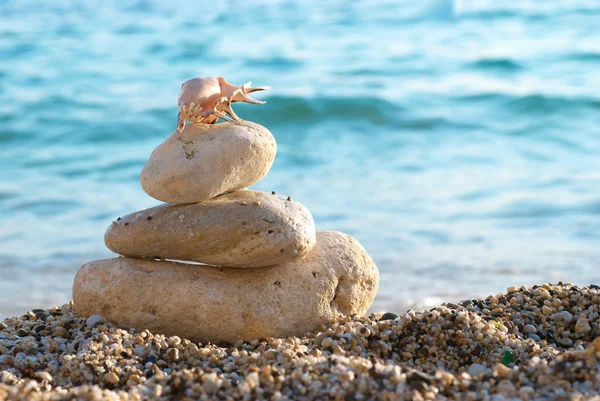 Морська черепашка на пляжі — стокове фото