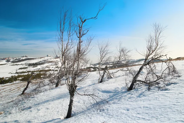Drzewa zima w górach. — Zdjęcie stockowe