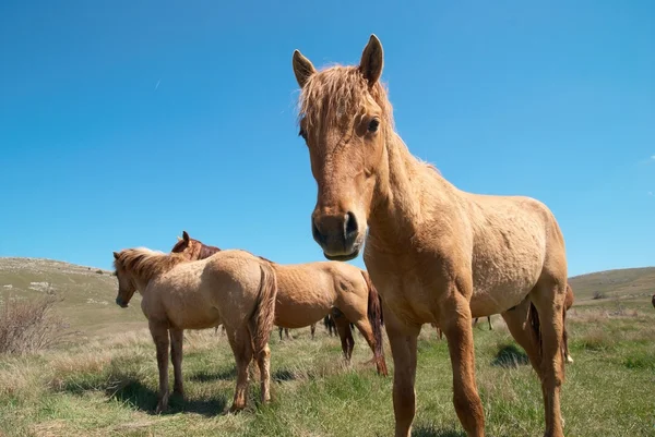 Manada de caballos —  Fotos de Stock