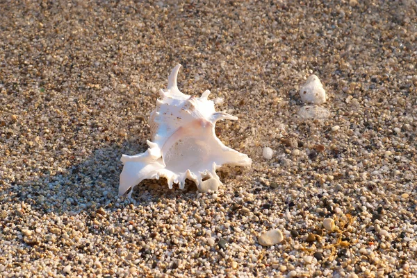 Морская ракушка на пляже — стоковое фото