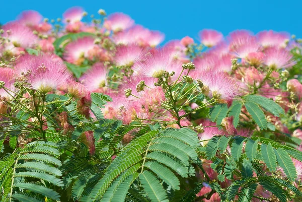 Blüten der Akazie (albizzia julibrissin)) — Stockfoto