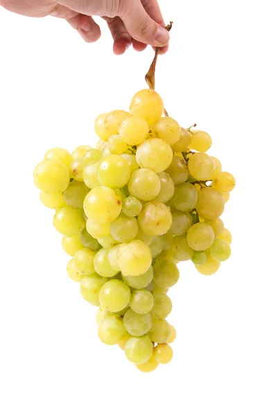 Mão segurando um monte de uvas — Fotografia de Stock