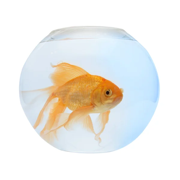 Een gouden vis in het aquarium — Stockfoto