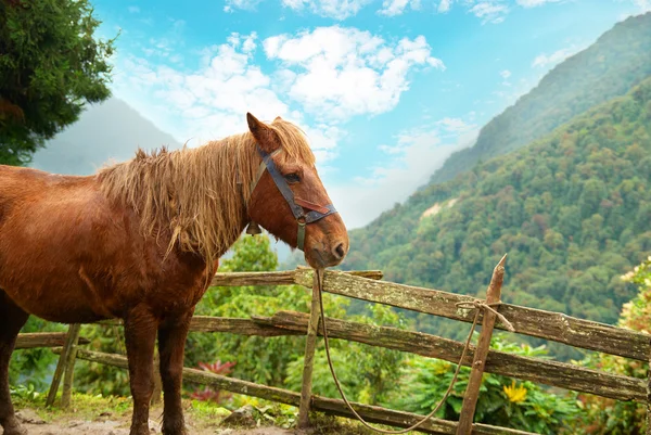 Красная лошадь на ферме — стоковое фото
