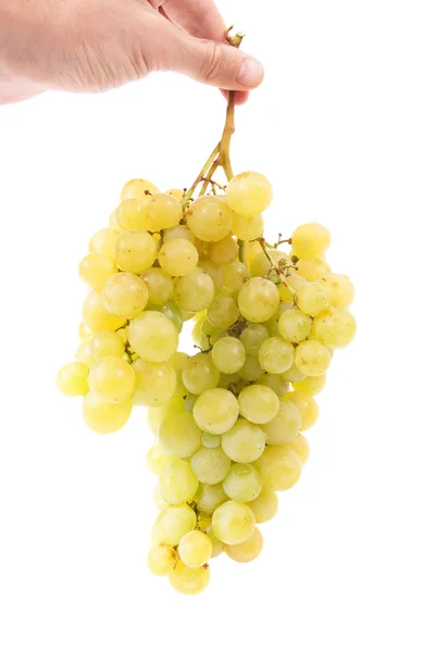 Hand holding bunch of grapes — Stock Photo, Image