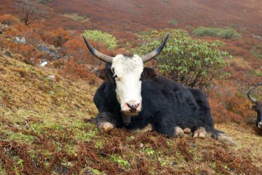 dağlarda yaks