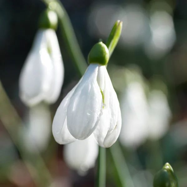 Сніжинки - весняні білі квіти — стокове фото