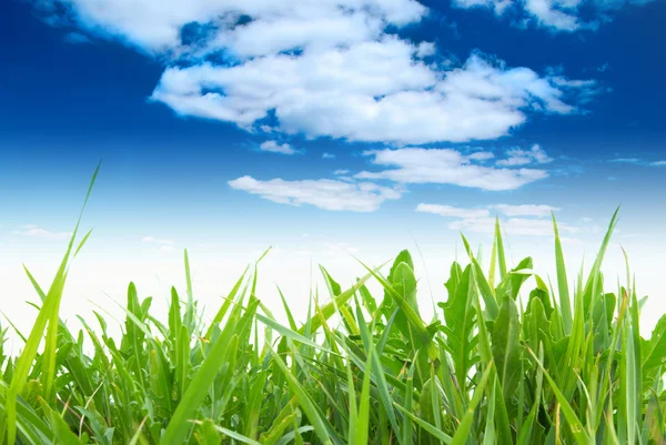 Groen gras met bewolkte hemel — Stockfoto