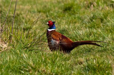 Pheasant clipart