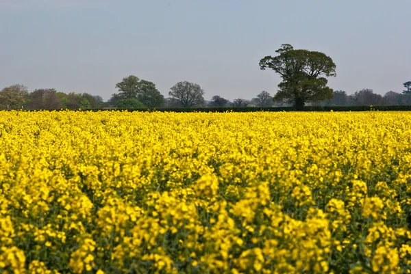 stock image Field of yellow