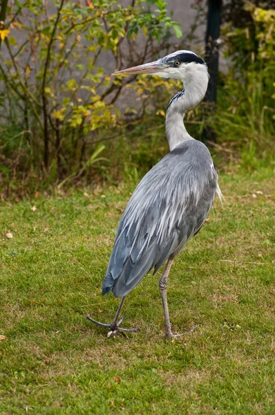 Heron'ın bahçesinde