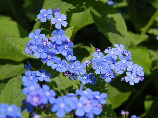 Forget-me-not spring flower close up — Stock Photo, Image