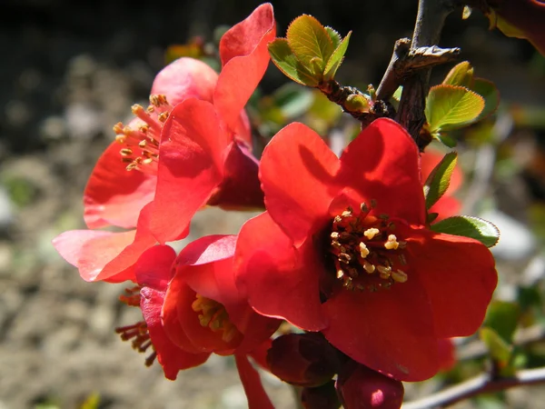 Крупный план персикового цветка — стоковое фото