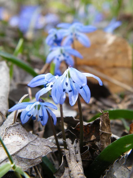 Bluebell blomma — Stockfoto