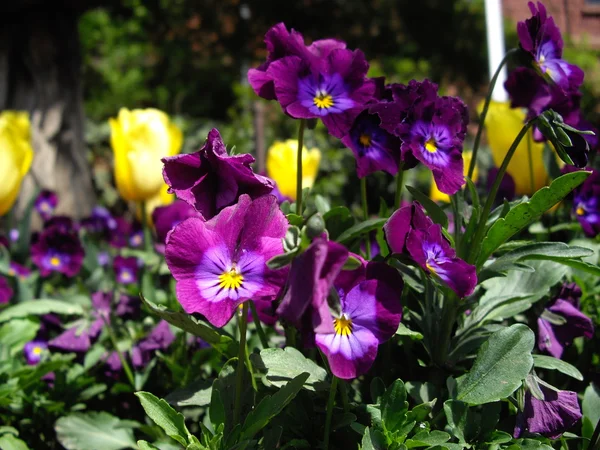 Fialové trikolorní violy — Stock fotografie