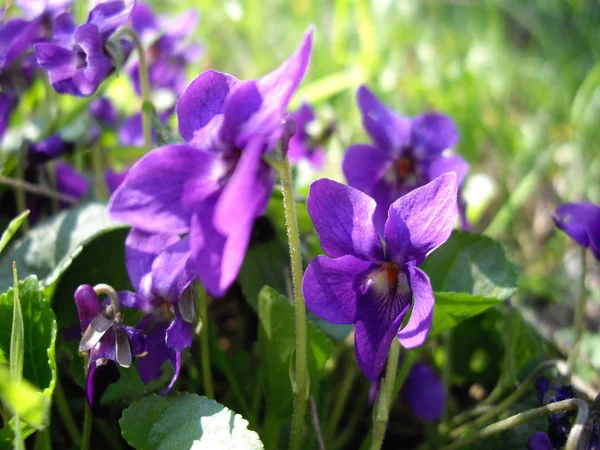 Violas flowers — Stock Photo, Image